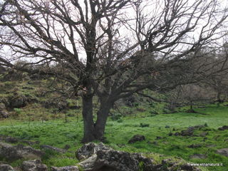 conco di Liricio-24-03-2013 11-00-25